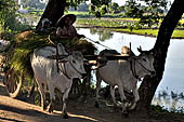 Myanmar - Inwa, ox driven cart